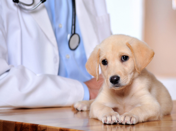 Sugarland, Houston, Fort Bend County, TX Pet Clinic Insurance